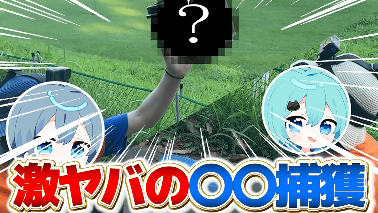 【実写】青組で金のカブトムシを捕まえようとした結果ｗｗｗ【そらねこ】【めろんぱーかー】【めろぱか】【サムライ翔】