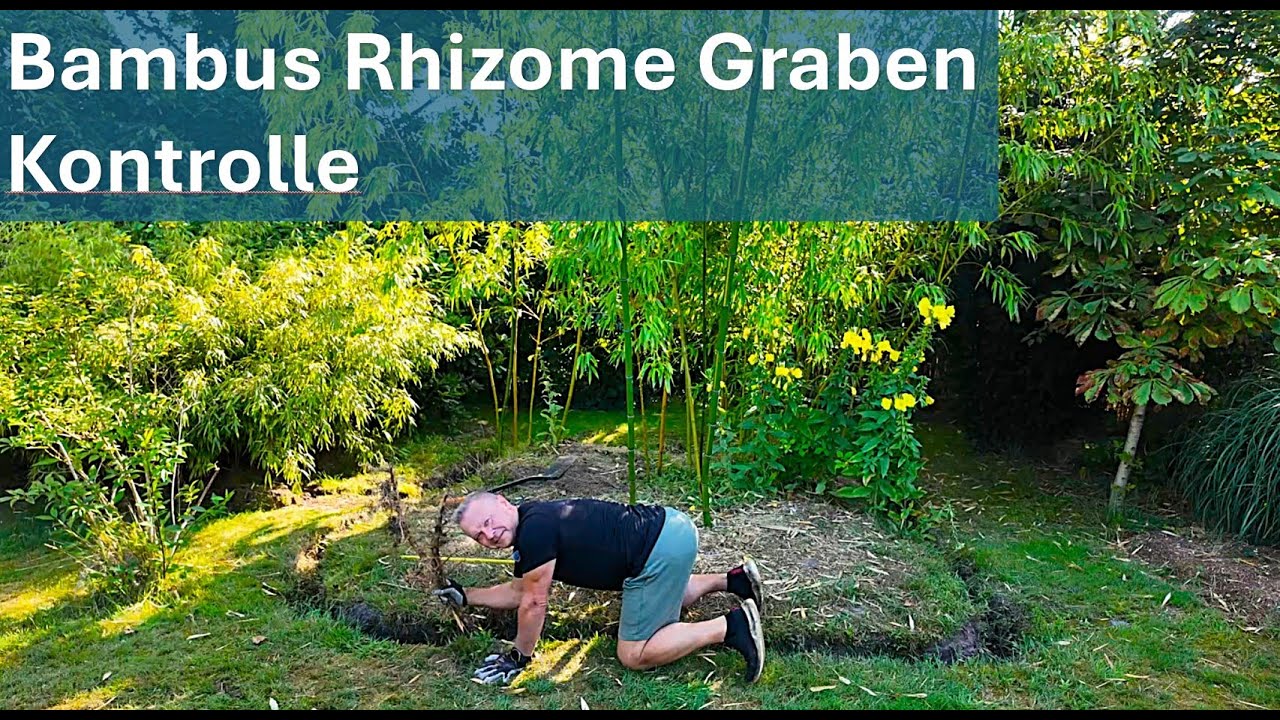 Bambus Rhizome Graben müssen auch kontrolliert werden
