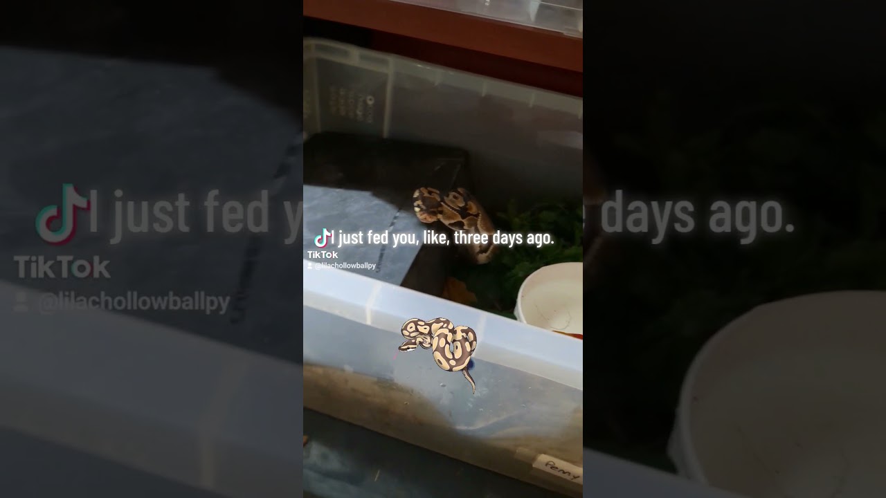 Avoided a Ball Python Bite
