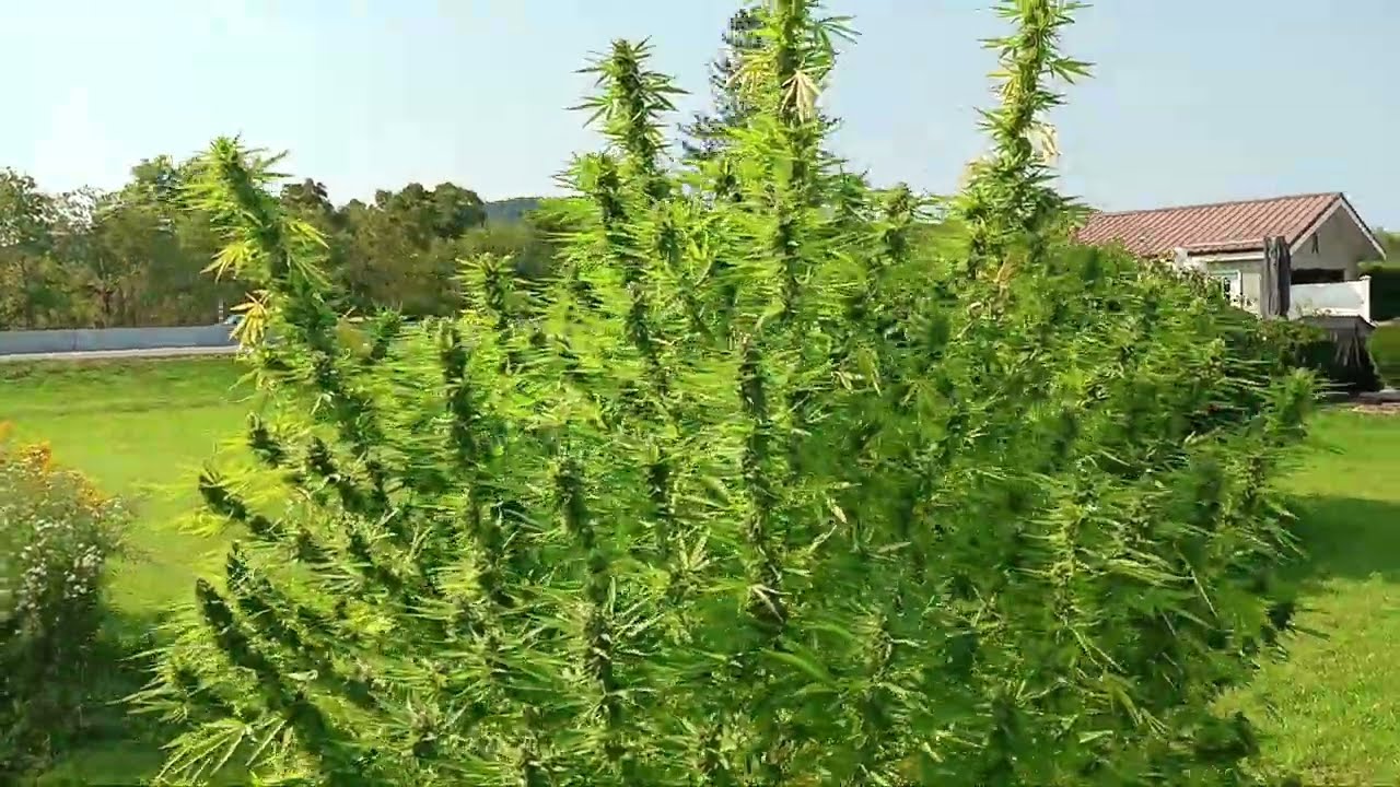 Skunk#1 &mdash; один из ЛУЧШИХ сортов для выращивания на открытом воздухе! (Outdoor Organic, 13 сентябр...