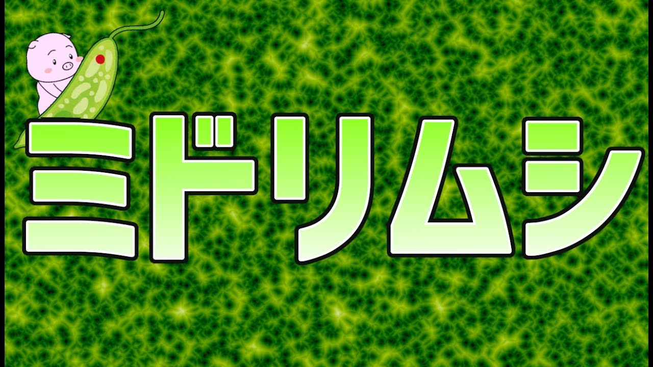 ミドリムシ