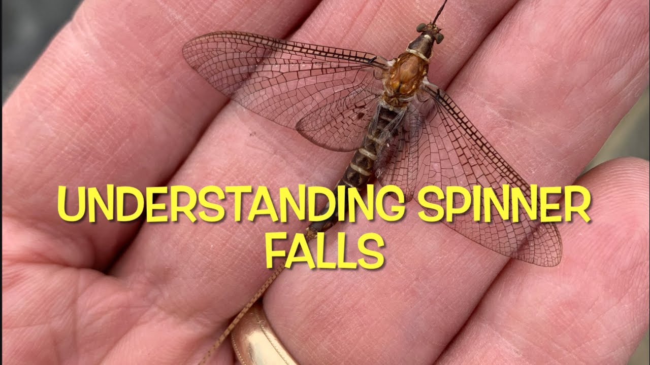 Understanding Spinner Falls ​⁠