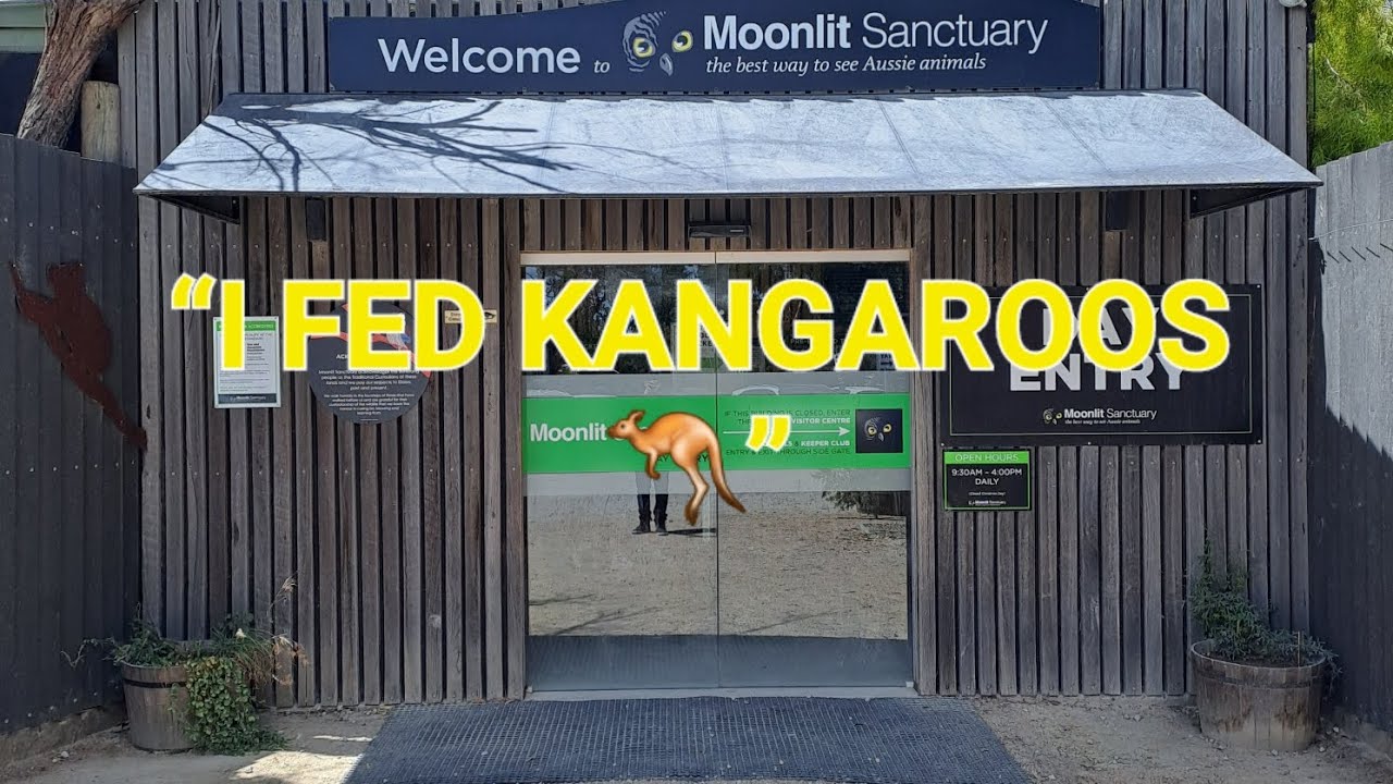 I Fed Kangaroos at Australia’s Most Interactive Wildlife Sanctuary