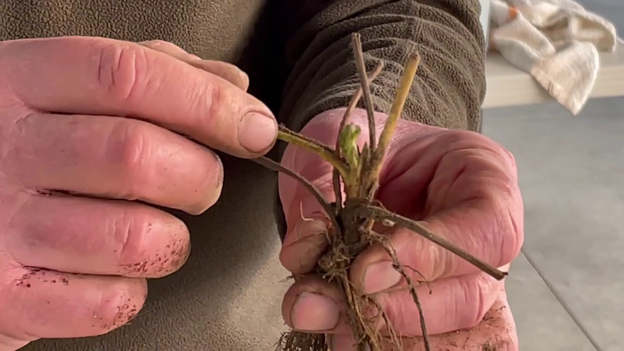 How to Prepare Bare Root Strawberry Plants for planting by Richard Barnes with IBEX Growing - Part 1