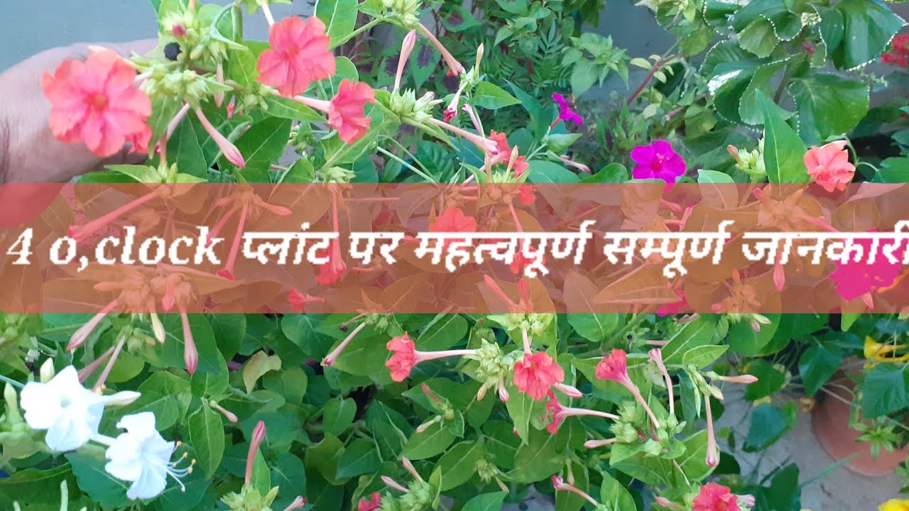 How to Care 4 o,Clock(Mirabilis),(Sandhya Flowers) Plant's....@rupagreengarden