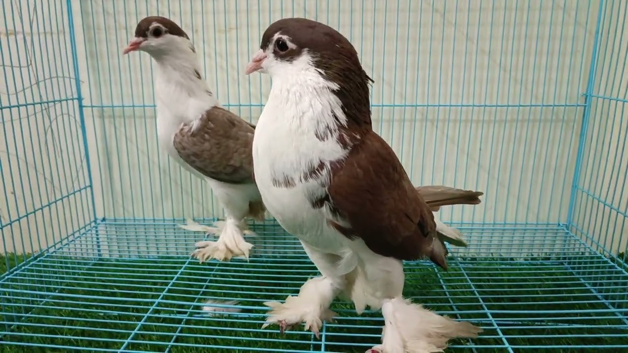 Fancy pigeons