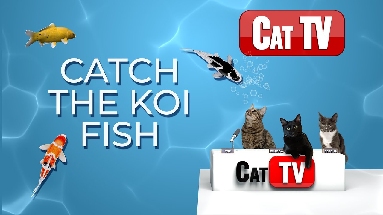CAT TV Ryby | 🐟 Złap rybę Koi | Gry dla kot&oacute;w 4K | Filmy o rybach dla kot&oacute;w | 3 godziny