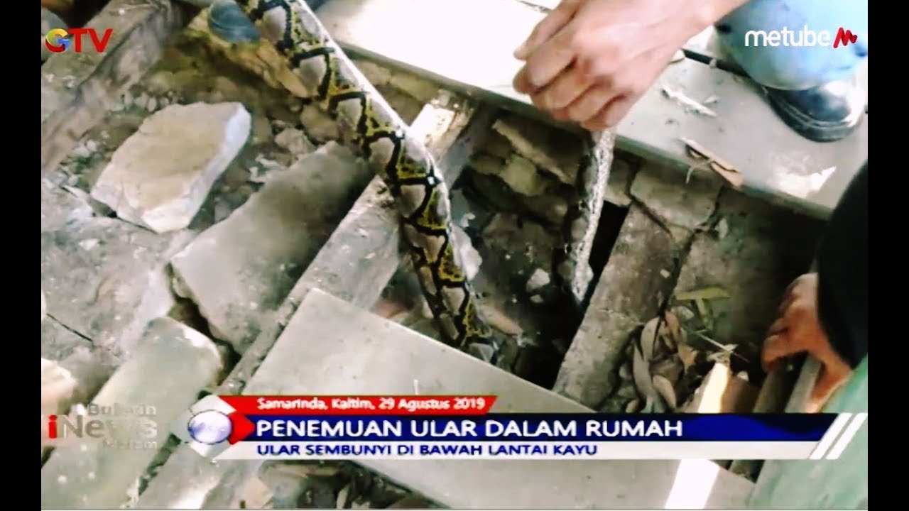 Ular Piton 3 Meter Ditemukan di Bawah Lantai Kayu Rumah Warga - BIM 29/08