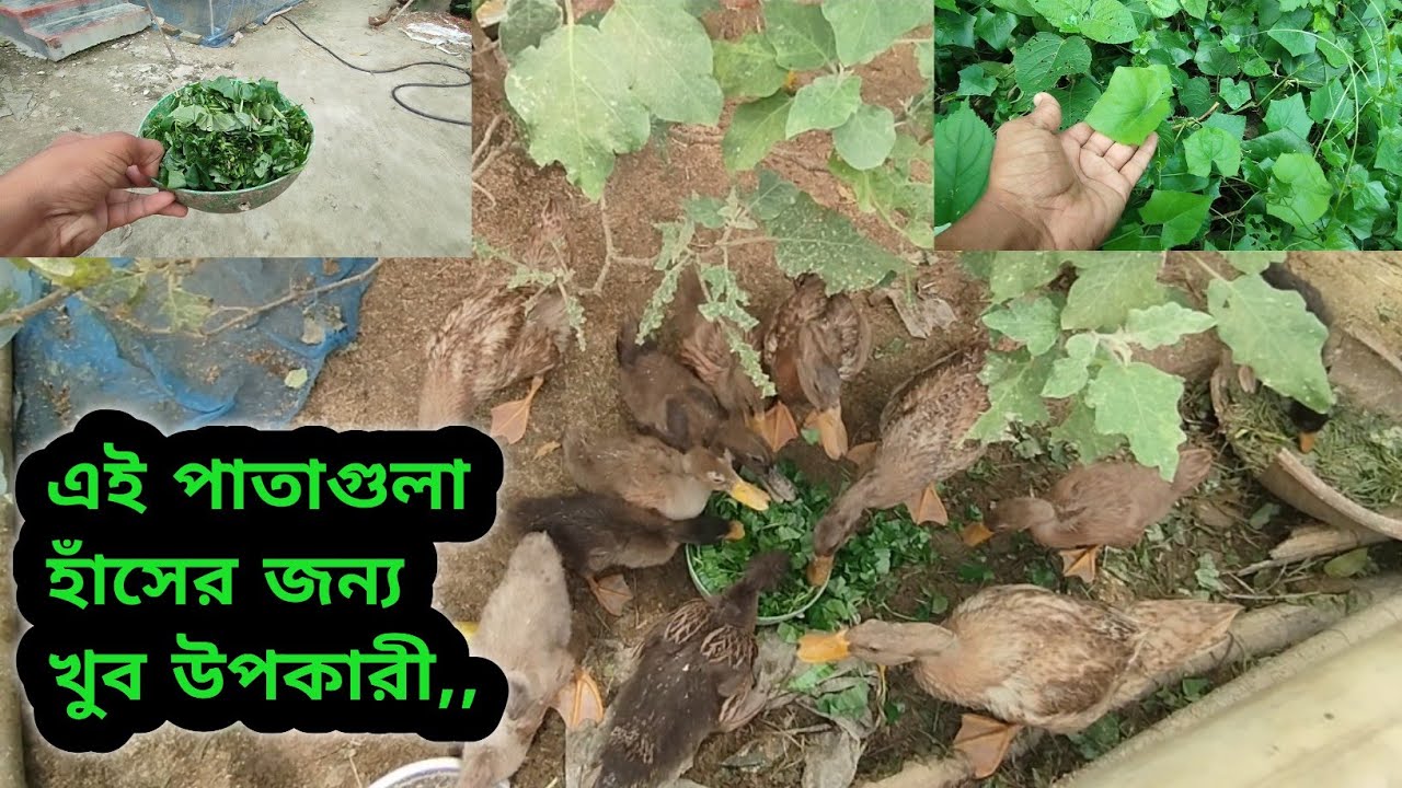 এই পাতাগুলা হাঁসের জন্য খুব উপকারী | Sheikh Agro