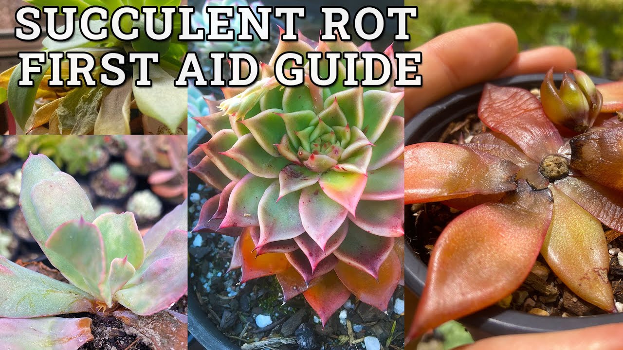 What to do when succulents rot