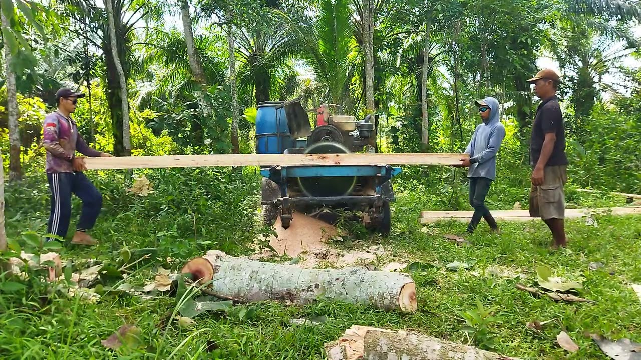 Gesek kayu albasiah buat bahan 🏡
