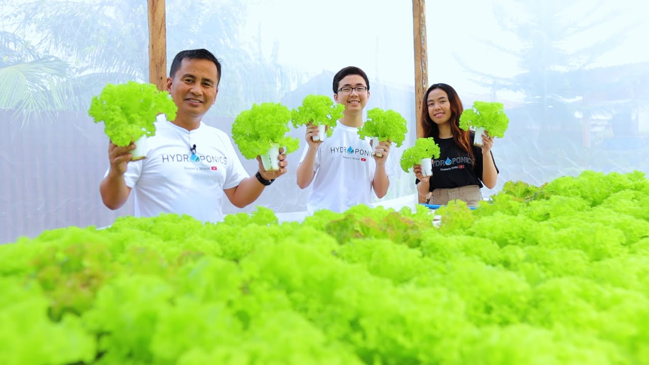 Harvesting Fresh Lettuce in my low cost hydroponics Greenhouse