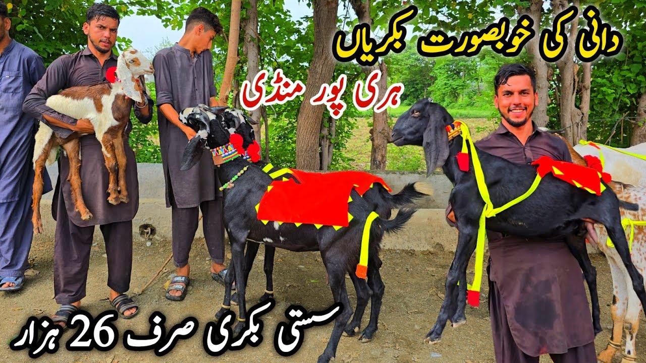 Dani Ki Bakriyan Haripur Bakra Mandi Latest Update 10 July 2025