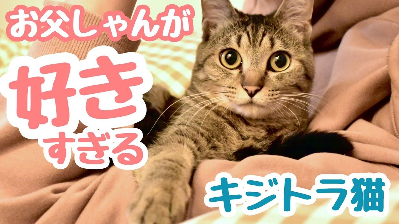 人が好きすぎて、終始ベッタリなキジトラ猫がこちら【茶トラ猫もびっくり】