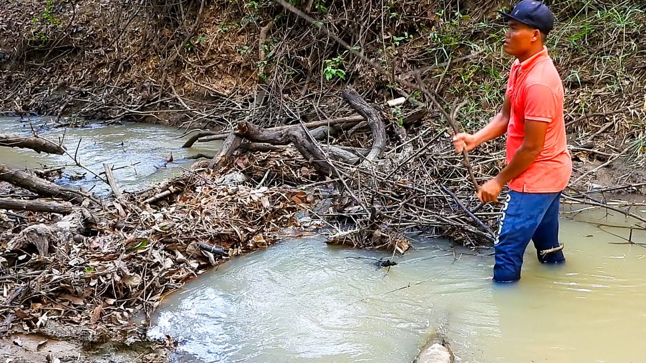 Remove Branch Of Tree Clogged Drainage System