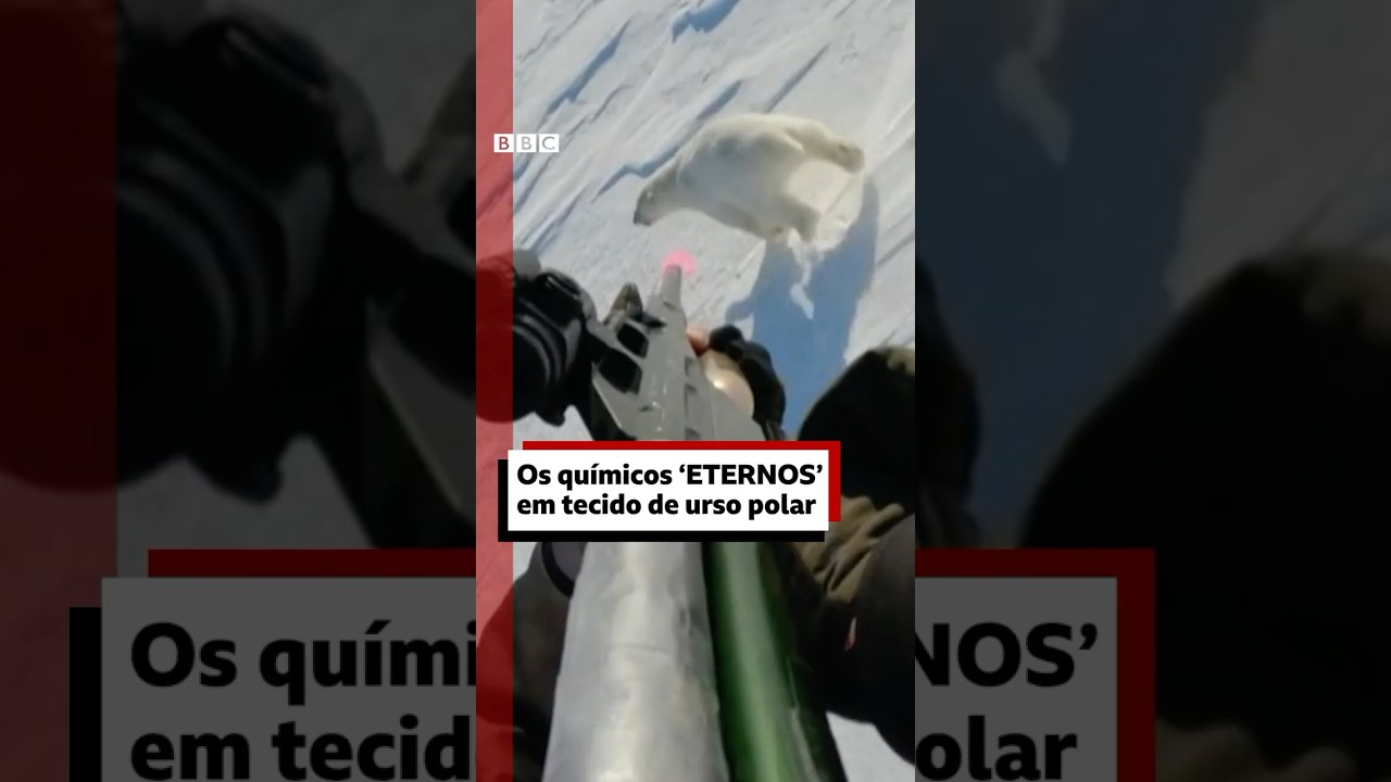 🐻&zwj;❄️🔬 Ursos-polares e os qu&iacute;micos 