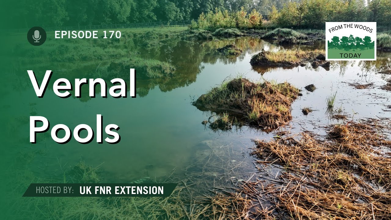 Vernal Pools - From the Woods Today - Episode 170