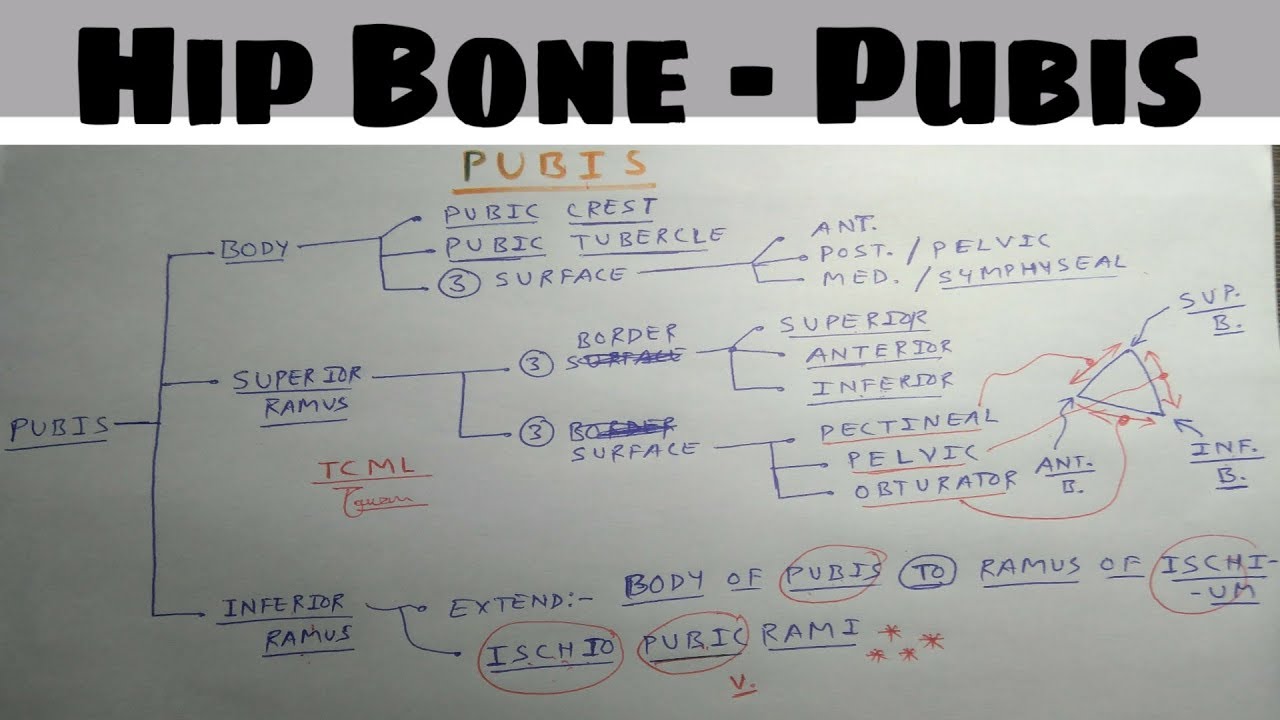 Hip Bone - 1A | Pubis | External feature | Dr. Pawan nagar