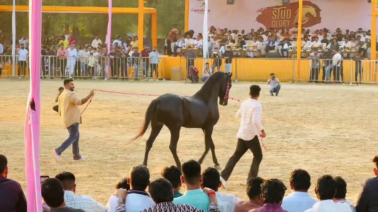 પરમવીર ઘોડા ની જોરદાર એન્ટ્રી stud glory horse show ￼2026  પબ્લિક કે ડીમાડ કે સાથે જોરદારપરફોર્મન્સ 