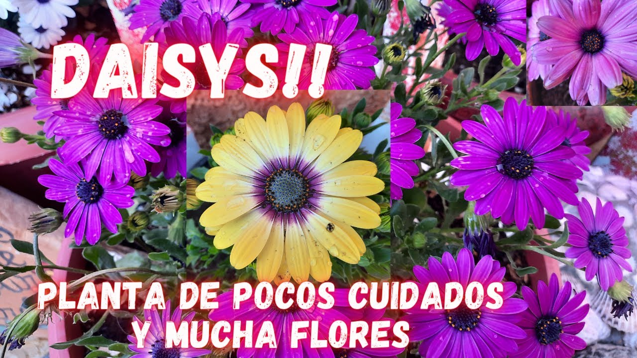 DAISY!  PLANTA que NO Necesita de Muchos CUIDADOS | plantas con muchas flores | MARGARITAS