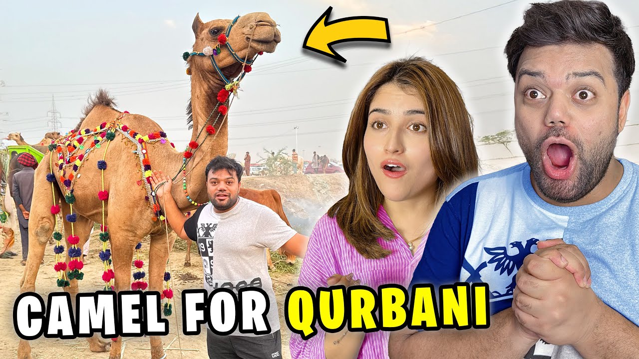 Qurbani Ke Liye Camel Le Liya 😍 | Mandi Ka Sabse Bada Jaanwar 😱 | Aggressive Fight in Mandi 😡