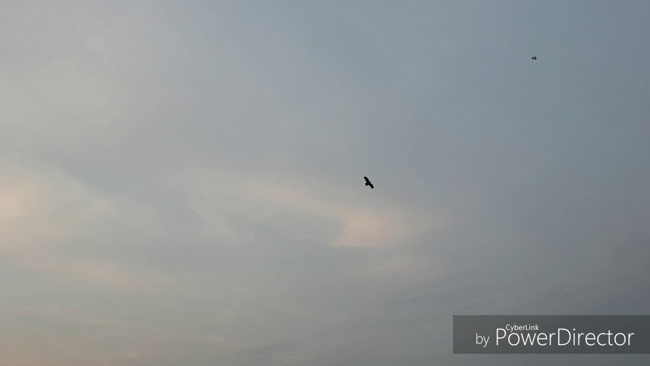 Glider Eagle Kite at West Coast Park - Erich