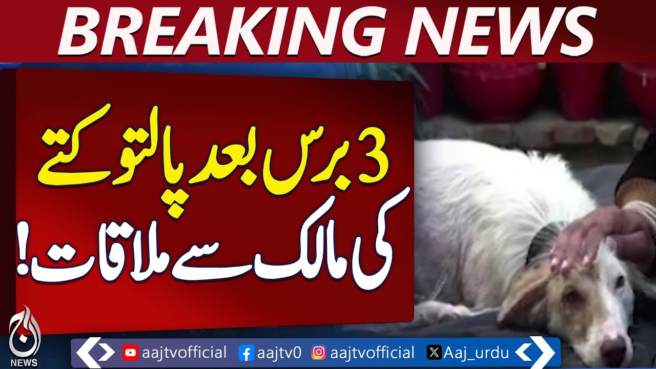 Peshawar Dog Reunion | Loyal Pet Snow Finds Owner After 3 Years