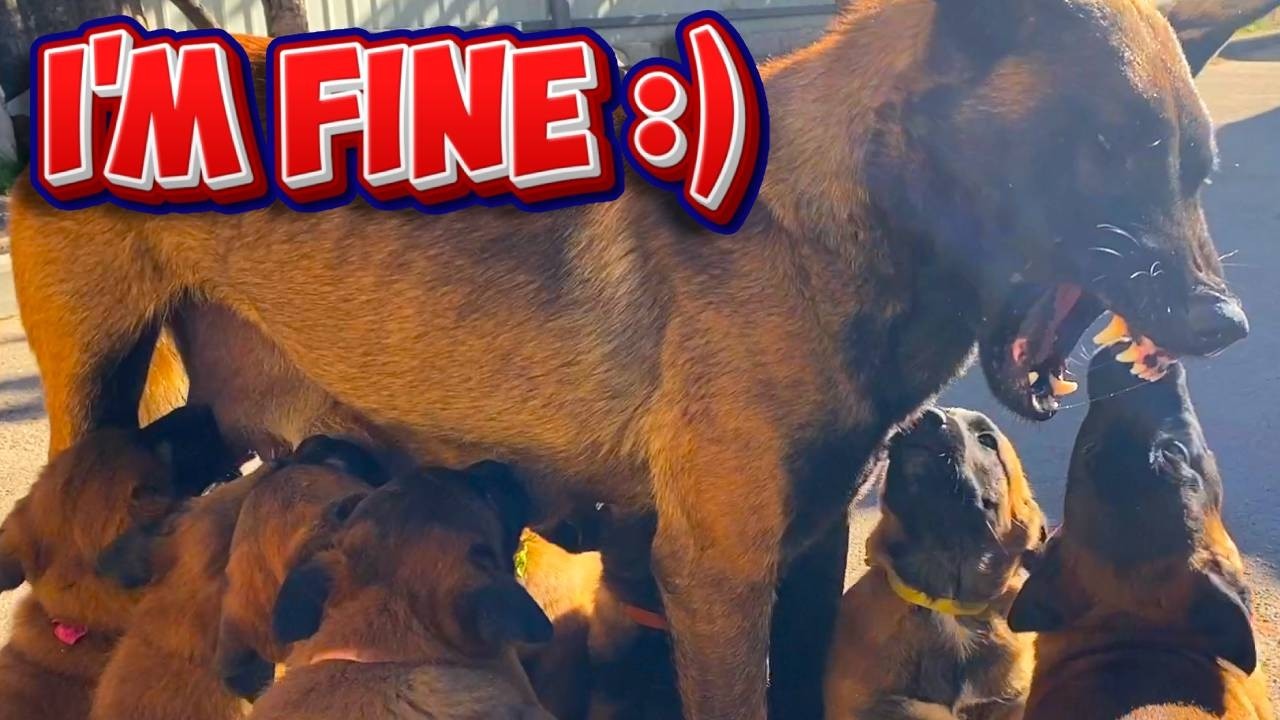 Malinois Linda: Ujawniono sekret wychowywania zdrowych szczeniąt!