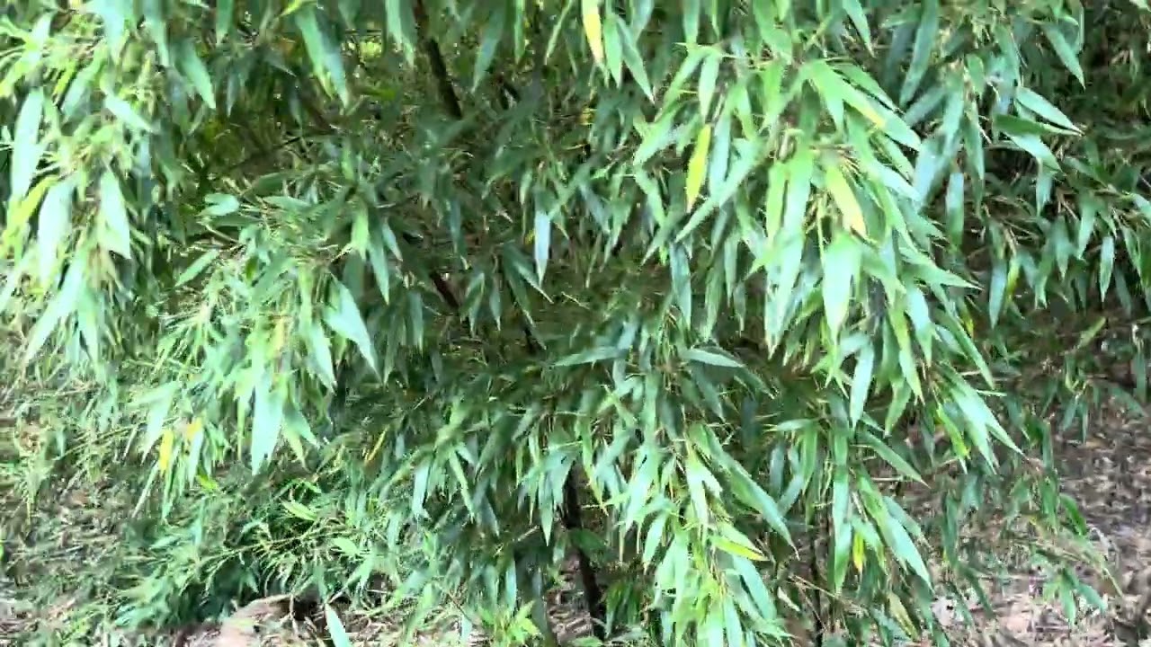 Verwilderter Phyllostachys in Deutschland