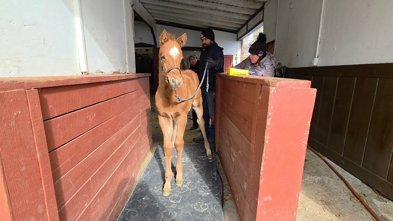 First foal weigh day of 2026!