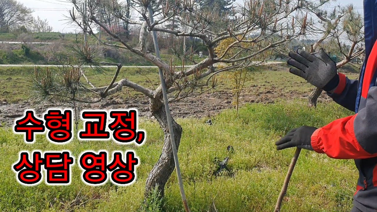 조형소나무 수형교정,상담 영상2403편