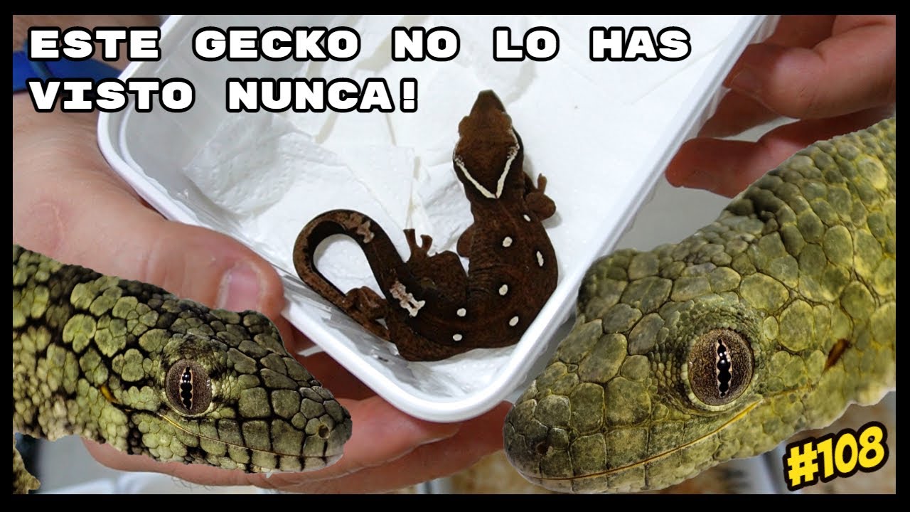 🤯🦎Mega UNBOXING de nuestras compras en TERRARISTIKA HAMM | KANAKY VLOG 
