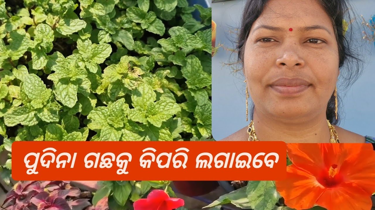 पुदीना कैसे उगाये कटिंग और बीज से गमले में घर पर 100% Success, Pudina Kaise Ugaye | How To Grow Mint