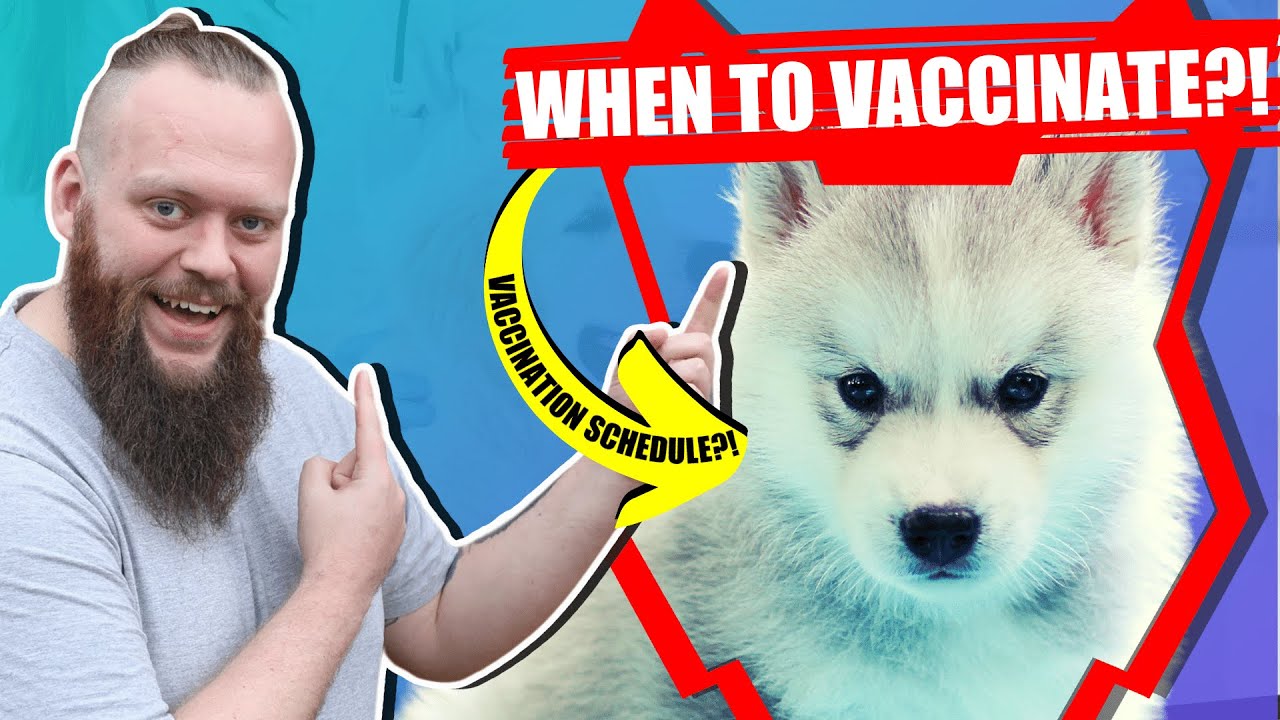 When Should My SIBERIAN HUSKY Get Their Vaccination