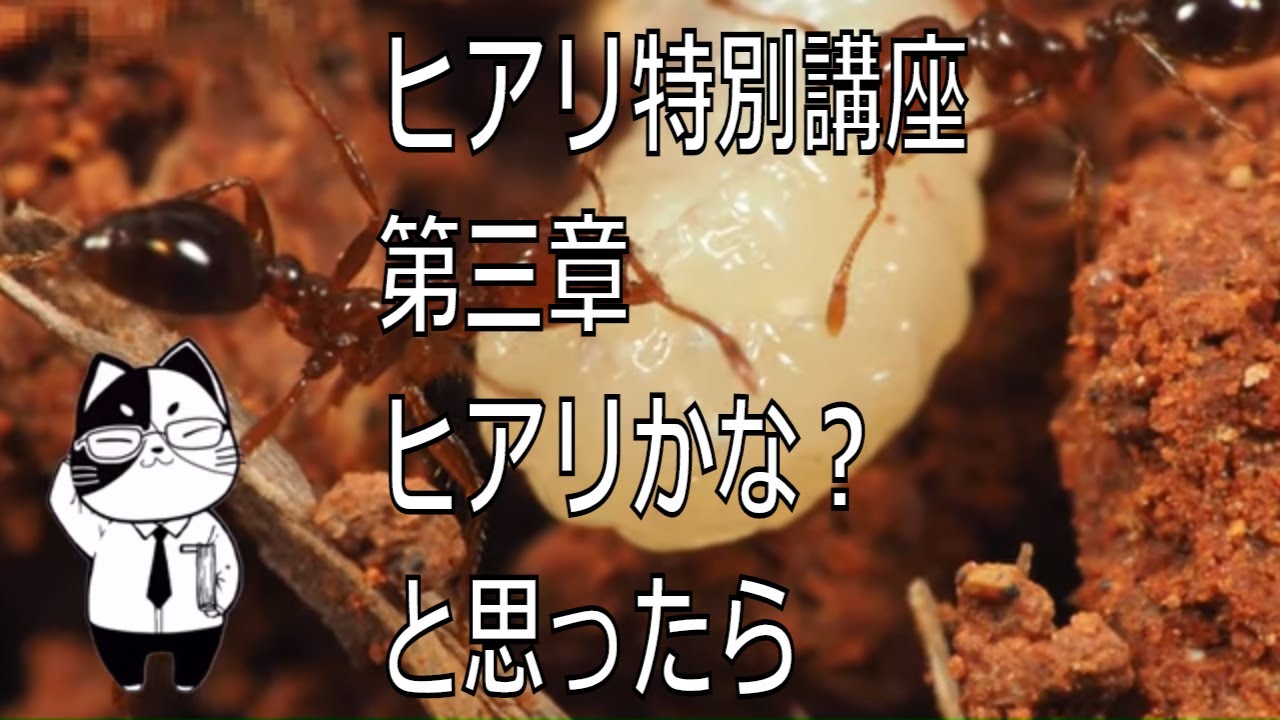ヒアリ特別講座：第三章＿ヒアリかな？と思ったら