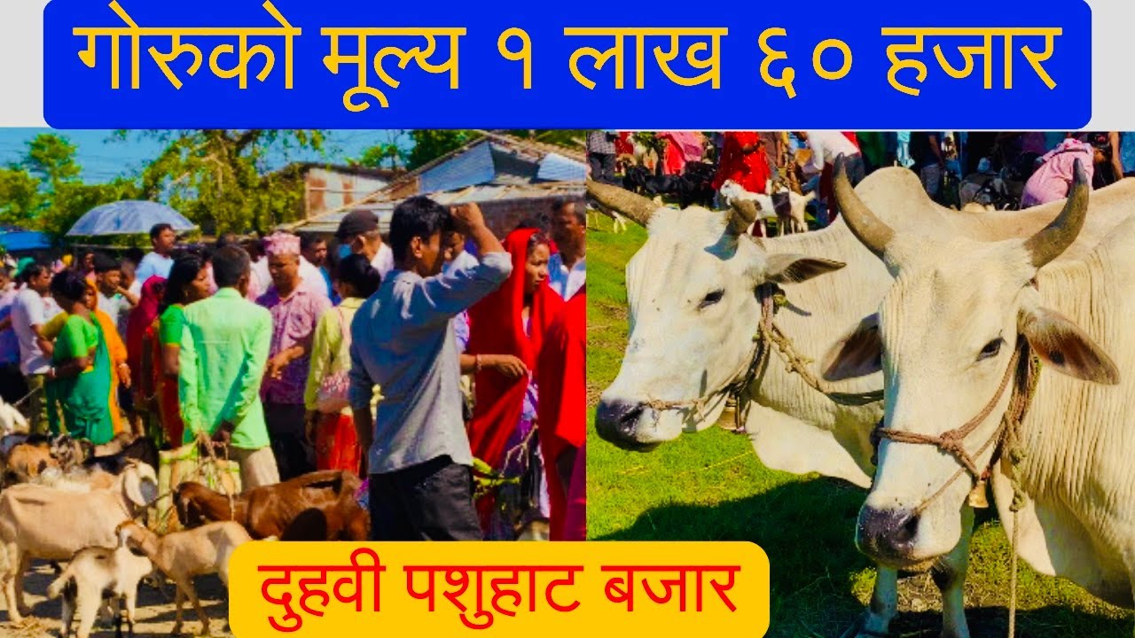 "दुहवी हाटबजारमा पशुचौपाय कति पर्छ? 😱 बिक्रेतासँग प्रत्यक्ष भाउ सोध्दा यस्तो जवाफ!"Duhabi hat bazar