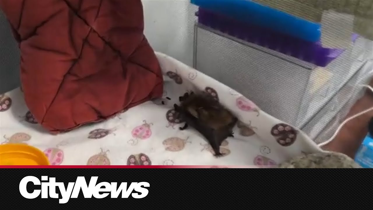 Calgary Wildlife Rehabilitation Society encouraging elementary students to take on the wild side