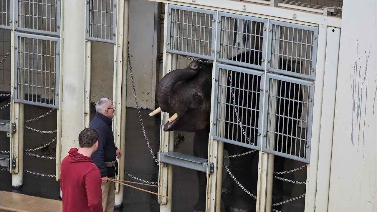 Elefant Otto absolviert sein Training 🐘 #tierparkhellabrunn #elefant #elefantenalltag