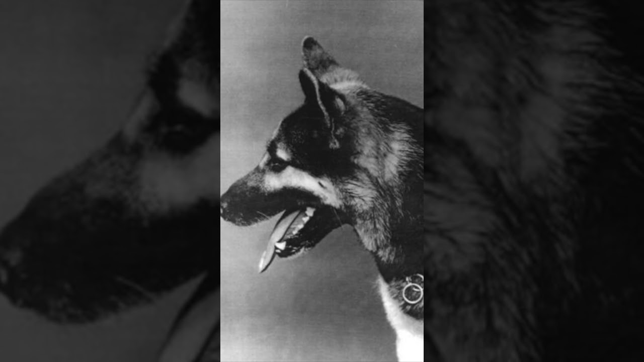 Nemo Famous Dogs of History 103 