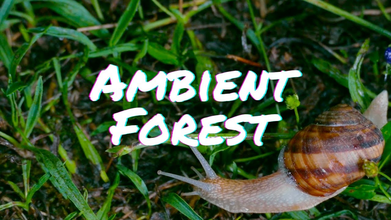 Alex Pal - Ambient Forest (Original), Meditative 4K music video