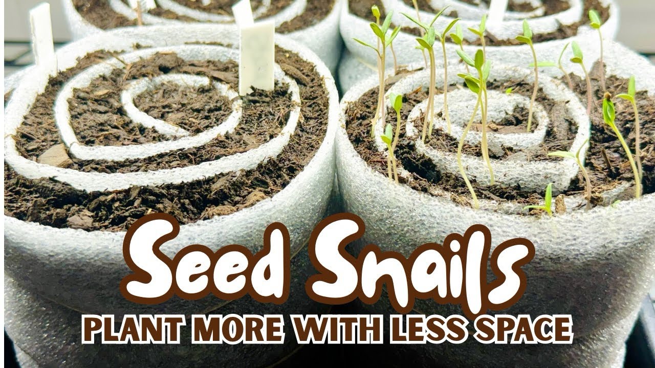 Seed Snails 101: Space-Saving Seed Starting + My Favorite Tomatoes to Grow!
