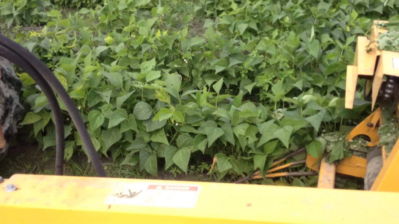 Green Bean Harvesting BH100 OXBO/Pixall