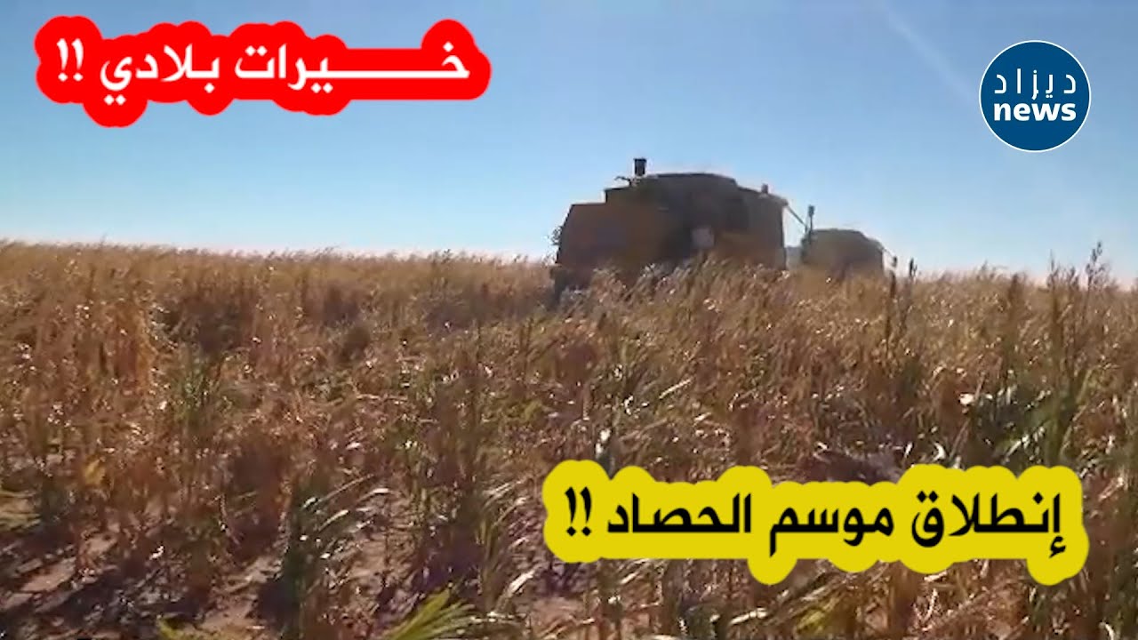 شاهد...جانب من عملية حصاد الذرة الصفراء بولاية أدرار...