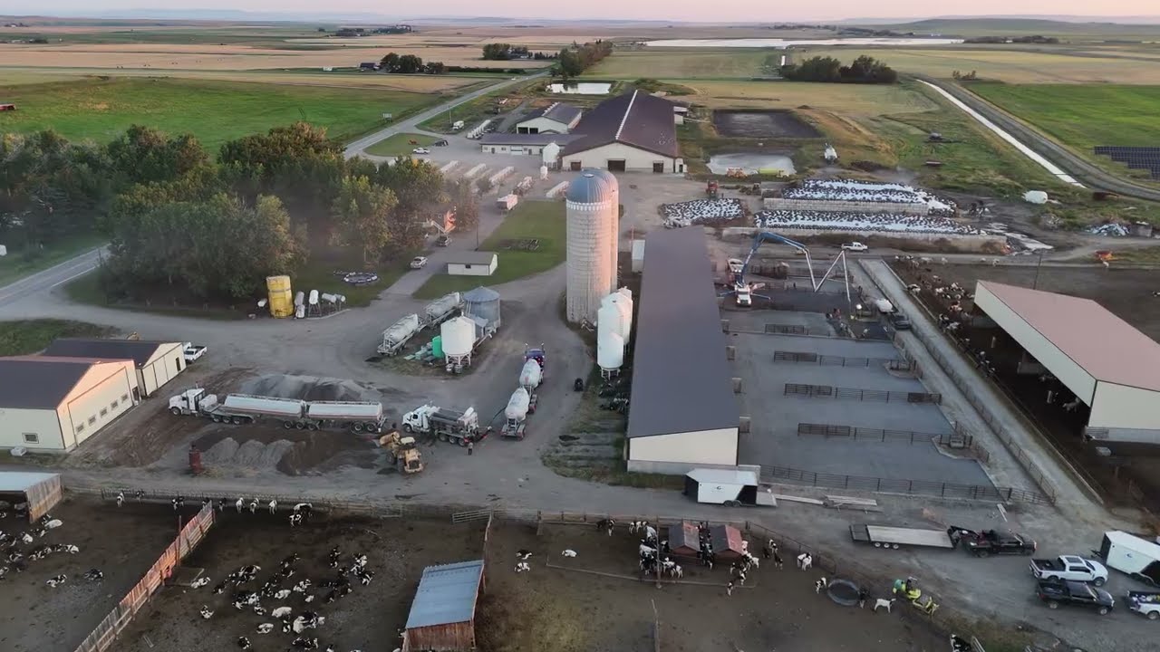 Pouring Concrete in our Cow Pens #cows #holstein #dairy #farming #construction