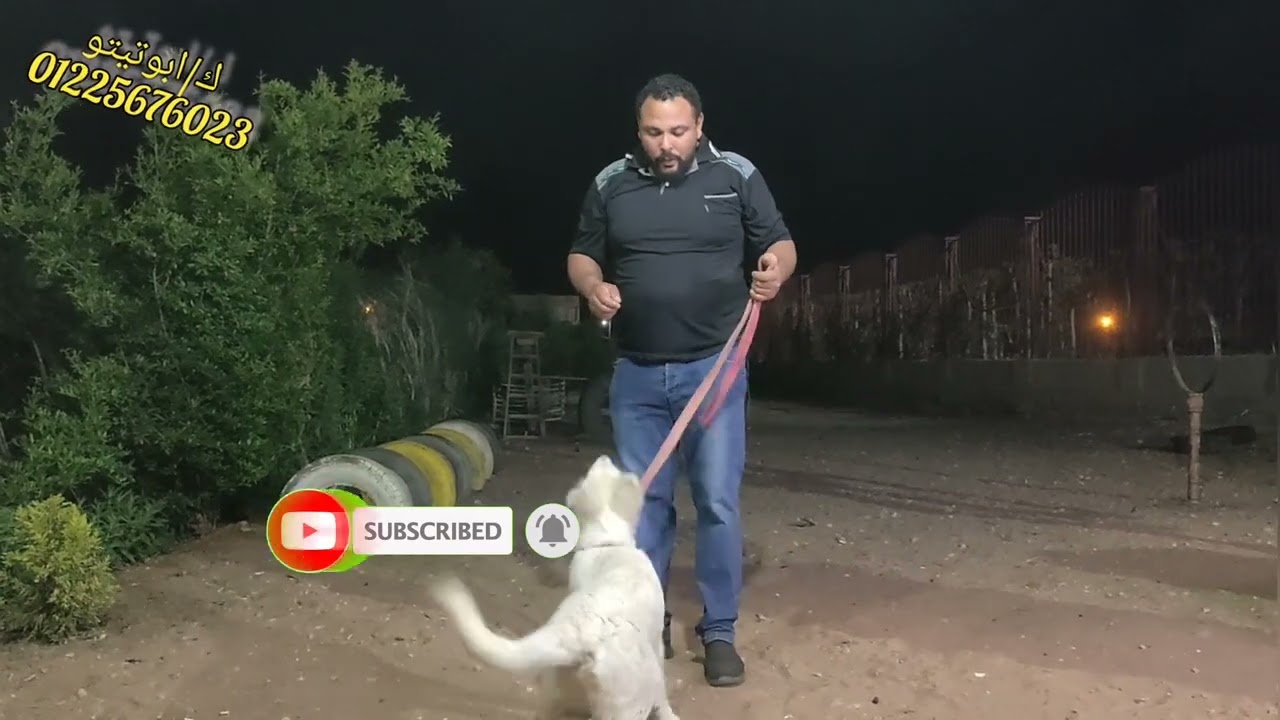 أمرين مهمين جداً في تدريب الكلب مع تعليم أمر التحية#ابوتيتو_عاشق_الذئاب