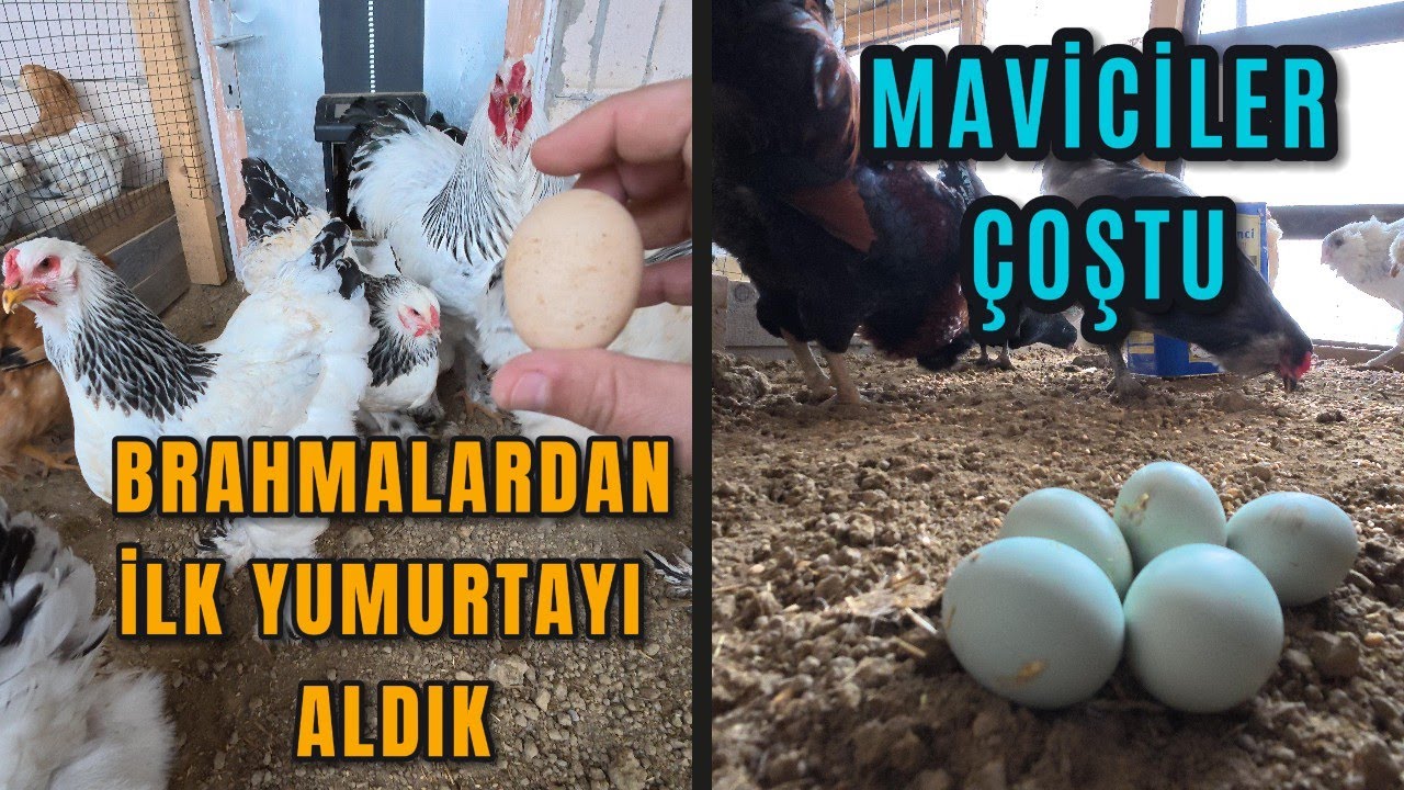 Mavici Tavuklarımız Coştu - Brahmalarımızdan İlk Yumurtalarımızı Nihayet Aldık