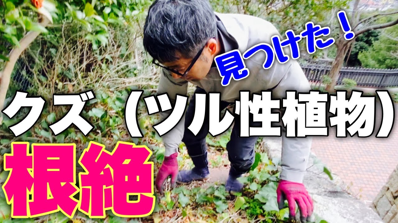 やっかいなツル性植物無くします【葛駆除】【ノウゼンカズラや藤、その他にも対応】