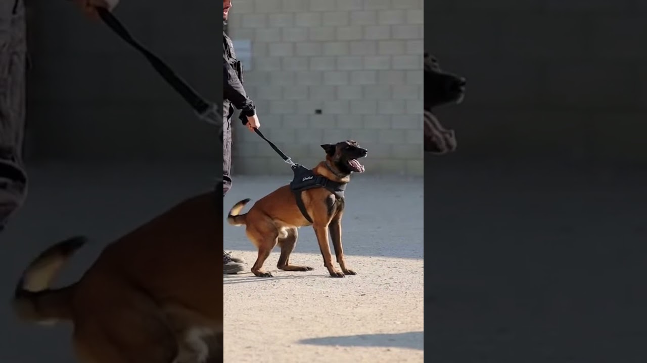 ✔Not a Performance &mdash; This Is Real K9 Training 🦮 #K9Training #RealTraining #army #shorts