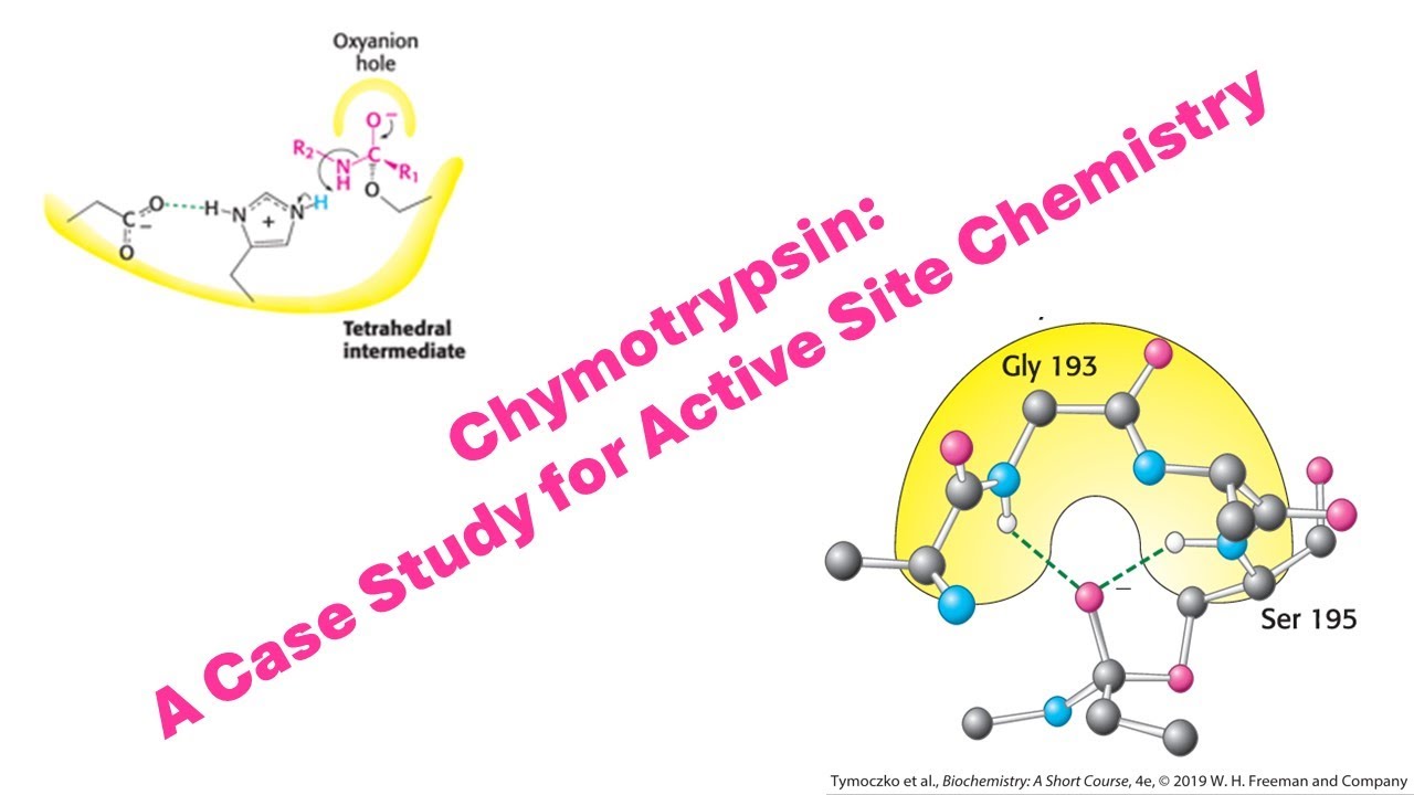 Видео о химотрипсине F24