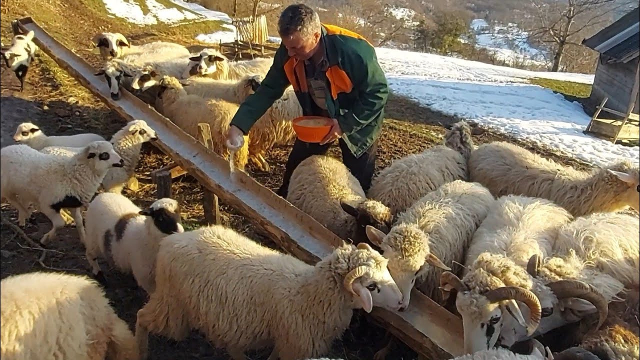 SUNČANI ZIMSKI DAN NA SELU (Sunny winter day in the village)